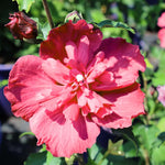 1 Rose of Sharon Live Plant 6 to 13 Inch Tall, Althea Hibiscus Plant Live, in Pot, Fragrant Hibiscus Syriacus Bush (Red Rose of Sharon Bush)