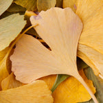 5 Ginkgo Biloba Trees Bare Roots, Yellow Ginkgo Tree Seedlings 6-12 Inches, Cold Hardy Shade Trees for Outdoor Garden