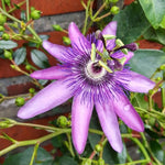 Lavender Passion Flower Plant Live, Passiflora Flowering Vine, Trailing Passion Flowers 4 to 8 Inch Tall