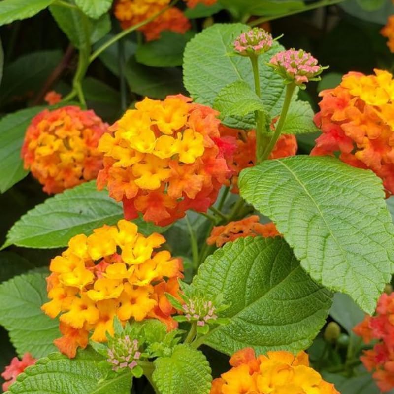 Orange Lantana Plants Live in 4 Inch Pot, Perennial Lantana Plants Live for Planting Outdoors Garden, 4-6 Inch Tall, Vibrant Flowers Colors