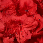 Red Azalea Plants Live Tree for Outdoor Growing, 9 Months Old Starter Size, Azaleas Rhododendron Flower Vibrant Color Spring Planting