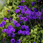 4 Purple Verbena Plants Live, 4-8” Tall, Hardy Perennial Groundcover, Long Blooming Purple Flower Plants for Outdoor Garden