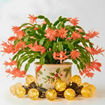 4 Christmas Cactus Plants Live, 5-9 Inch Tall (Salmon)