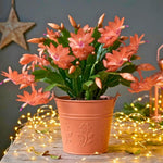 4 Christmas Cactus Plants Live, 5-9 Inch Tall (Salmon)
