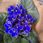 Blue African Violet Live Plant in 4” Pot, Blooming Indoor Houseplant, Easy Care Flowering Plant for Home or Office Décor