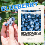 2 Sunshine Blueberry Bush Live Plant, Blueberry Plants Live for Planting 5 to 8 Inch Tall, Sweet Blueberries Fruit Seedlings