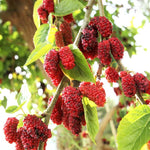 Set of 2 Red Mulberry Trees Live Plants, Starter 4-6 Inches Tall, No Pot, Mulberry Bush Fruit for Outdoor Growing, Cold Hardy