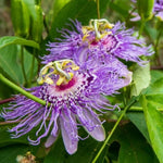 Maypop Passion Flower Live Plant, Purple Incarnata Passiflora 4-8 Inches, Hardy Flowering Vine for Garden, Patio and Containers