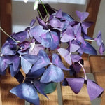 Purple Oxalis Plant, Purple Oxalis Triangularis Live Plants, 4-5 Inch Tall, Live Flowering Plants, Oxalis Triangularis Live Plant