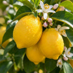 Live Meyer Lemon Tree, Potted Citrus Plant, 3-5 Inches Tall