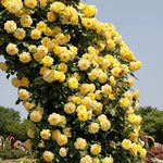 Climbing Roses Live Plant, Yellow Rose Climbing Bushes for Planting, No Pot, Cut Back, Well Rooted, No Leaf for Planting
