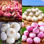 1/2 LB Mixed Garlic Bulbs for Planting in Fall, High Yield Hardneck Garlic Cloves Seeds, Fresh, Cold Hardy and Fast Growing, Various Varieties