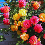 Roses Live Plant, Climbing Rose Plant Live from 5'' Tall, Bush Shrub Plants, Fragrant Flower Garden (Orange Yellow Red)