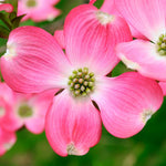 Pink Flowering Dogwood Trees for Planting Outdoors, 6 to 12" Tall in 2.5" Pot, Pink Dogwood Tree Live Plant, Zones 5-9