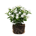 Belle of India Jasmine Live Plant –Arabian Jasmine White Flower Vine, Fragrant Indoor & Outdoor 4-6” Tall Decorative Plant, Sweet Fragrance