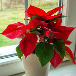2 Multi Varieties Poinsettia Plants Live, Dwarf Red Poinsettia Flowers for Holiday Christmas Gift, Decoration Houseplant 5-10" in Tall, No Pot