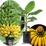 Dwarf Cavendish Banana Plant Tree Live, Cold Hardy 4-7" in Tall, No Pot, Outdoor Spring Planting, Rare and Sweet Banana Plants