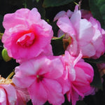 2 Impatiens Plants Live, Impatiens Flower Live Plant, 5 to 7 Inc Tall, Annual Flower Hanging Basket Plants Outdoor Indoor (Double Pink)