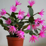 Easter Cactus Plants Live, Vibrant Color, Size 5-9" in Tall, No Pot, Spring Bloom Housplant Indoor Outdoor Succulent Cacti (Pink)
