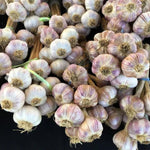 4 Softneck Garlic Bulbs for Planting in Fall, XL Size Garlic Bulbs for Growing