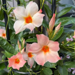 Peach Mandevilla Live Plant Vine, Climbing Mandevilla Vine Plant, 5 to 7 Inc Tall