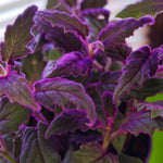 2 Gynura Purple Passion Plants Live, 4 to 8 Inches Tall, No Pot, Vibrant Purple Foliage, Ready for Indoor or Outdoor Growing