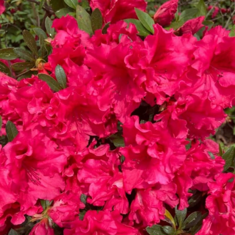 2 Red Azalea Plants Live Tree, Blooming Rhododendron Bushes, 5-10 Inc Tall, No Pot, for Indoor Outdoor Planting, Red Azalea