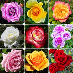2 Mix Rare Rose Bush, 20+ Varieties Heirloom Rose Plants Live for Planting, 7-10 Inch Tall, Fragrant Rose Flowers Well Rooted Starter Plant