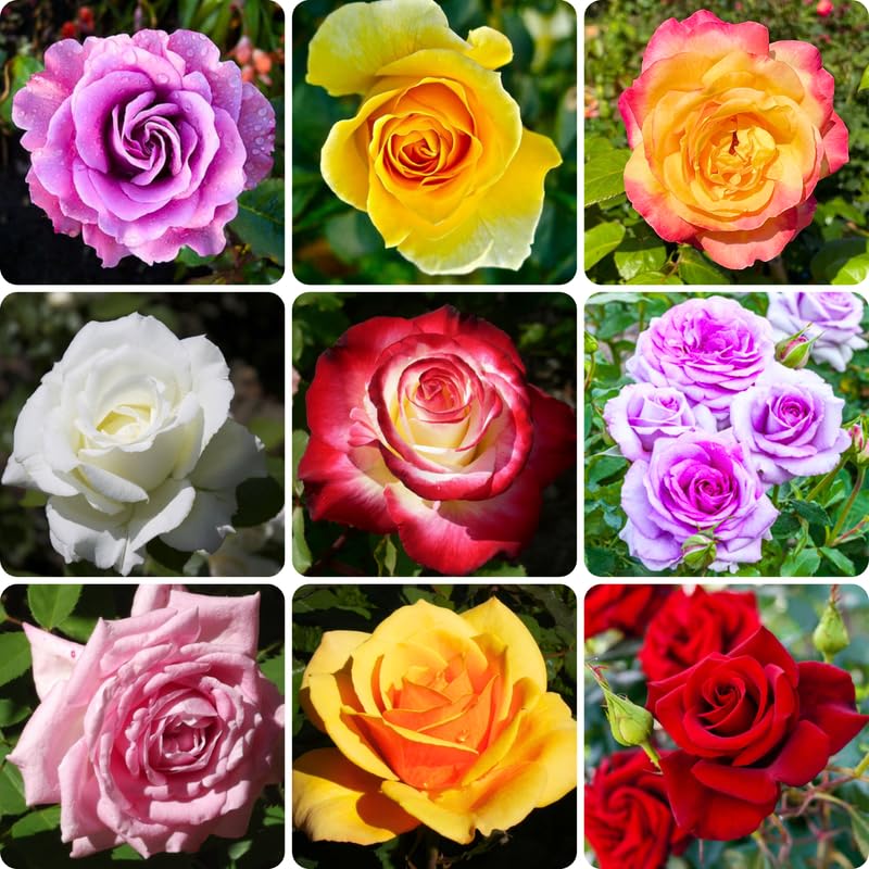 2 Mix Rare Rose Bush, 20+ Varieties Heirloom Rose Plants Live for Planting, 7-10 Inch Tall, Fragrant Rose Flowers Well Rooted Starter Plant