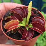 3 Starter Venus Fly Trap Live Plants in Pot, Live Venus Fly Traps for Terrarium Outdoor Indoor Gardening