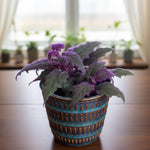 Set of 2 Gynura Purple Passion Plant Live, Gynura Royal Velvet, 4-8 Inch Tall for Planting