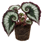Escargot Begonia Plant Live 4-6 Inches, Starter Begonia Well Rooted, Colorful Foliage Plant for Indoor Decor and Patio Pots