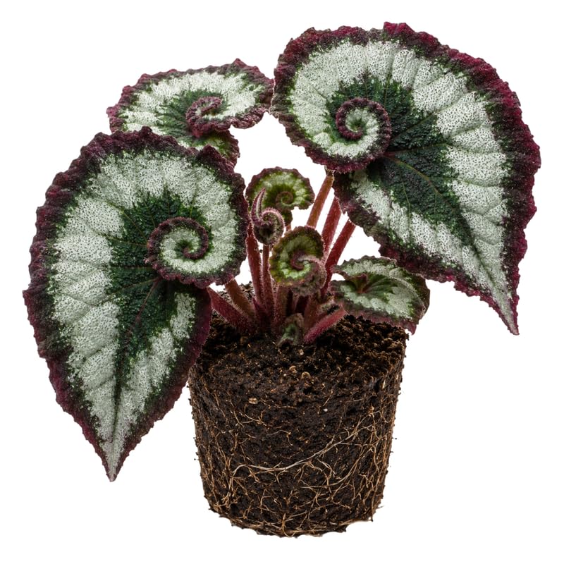 Escargot Begonia Plant Live 4-6 Inches, Starter Begonia Well Rooted, Colorful Foliage Plant for Indoor Decor and Patio Pots