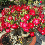 Adenium Desert Rose Plant Live, Desert Rose Live Plant, Succulent Plants from 4 to 7 Inch Long, Gardening Indoor Outdoor (Red)