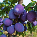Purple Plum Tree Plant Live, Home Orchard Tree, 3-4 Ft Tall