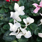 White Cyclamen Plant Live in 4" Pot, Vibrant Blooms Plant for Garden, Hardy Perennial Cyclamen Flowers Plant