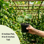 Loofah Sponge Gourds Live Plant for Planting, Luffa Plant from 4 to 6 Inches Height, 2 Plants in Pot, Climbing Annual Vine, Ready for Planting