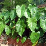 Set 2 Black Stem Colocasia Elephant Ear Plants Live 4–7 Inches Tall, Tropical Foliage Plants for Outdoor Garden, Large Leaf Plants for Patio, Containers or Landscape
