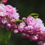 Double Pink Almond Shrub Tree Plant Live, Quart Pot, Flowering Almond Tree Live Plant from 6 to 11 Inc Long
