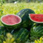 Live Sweet Watermelon Starter Plant, 3-5 Inch Tall
