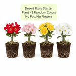 2 Mixed Desert Rose Plants Live, Adenium Desert Rose Plant Live, Perennial Flower Plants for Patio Gardening, 4-7 Inch Tall