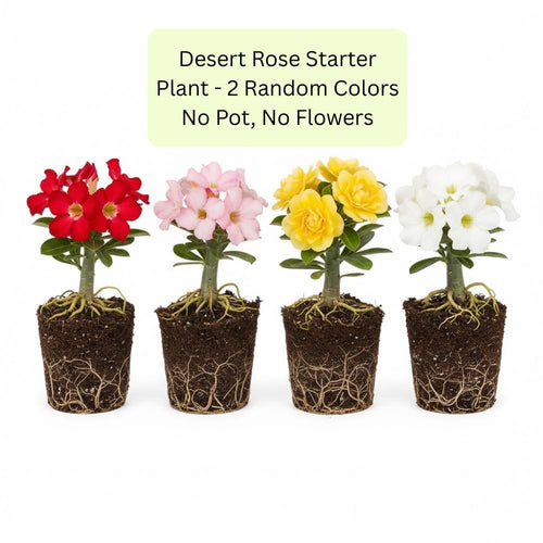 2 Mixed Desert Rose Plants Live, Adenium Desert Rose Plant Live, Perennial Flower Plants for Patio Gardening, 4-7 Inch Tall