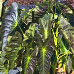 Colocasia Elephant Ears Live Plant, Alocasia Plant, Esculenta Taro Live Houseplant, 5-7 Inc Tall (Dark Leaf, Gren Stem)