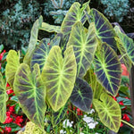 Colocasia Elephant Ears Live Plant, Alocasia Plant, Esculenta Taro Live Houseplant, 5-7 Inc Tall (Dark Leaf)