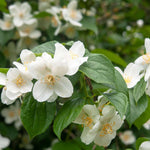 Mock Orange Live Plant in Quart Pot, Fragrant White Mock Orange Shrubs, Hardy Flowering Shrub for Outdoor Planting