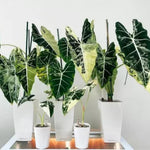 Pack 2 Frydek Variegated Alocasia Live Plant for Planting, Indoor Houseplant Alocasia Plant Live, 5 to 7 Inc Tall, Bare Root, Alocasia Colocasia Taro Plant for Ornamental Plants