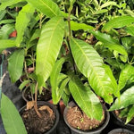 Mango Tree Live Plant in Gallon Pot, 8 Months Old Sweet Yellow Mango Plant, Tropical Fruit Tree for Outdoor Planting 8-12'' Tall