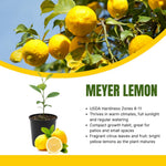 Live Meyer Lemon Tree Plant, Fragrant Citrus Tree, 2-4 Inches Tall in 4 Inch Pot for Growing