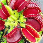 Pack 6 Short-Toothed Red Venus Flytraps Plants Live, Starter Plants Fly Trap Dionaea Muscipula for Growing