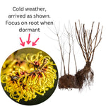 Set of 10 Witch Hazel Plants Live Dormant, Yellow Flowering Hardy Shrubs Bareroots
